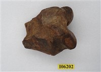 藏品(象四肢及其他)的圖片
